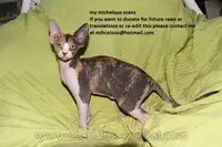 (C77) [Taiyaki Yaketa (Ikeda Shuuko)] Frontier (Persona 3 Portable)