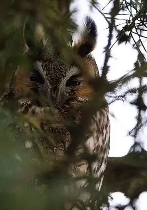 Watashi wa mezameteiru toki, yume wo miru I Dream but Am Awake｜我醒仍夢