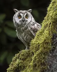 [Hanasaki Tsutsuji] Yoru no Omoi | 夜懷 (COMIC Koh 2018-03) [Chinese] [虎斑木菟漢化] [Digital]