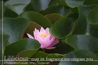 [Asagi Ryuu] I Fell in Love for the First Time Ch.1-4 [English]