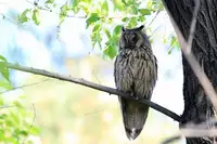 [Shiina] Noraneko Shoujo to no Kurashikata Ch. 4-10 [Chinese] [虎斑木菟漢化] [Digital]