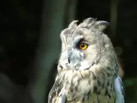 [Shiina] Noraneko Shoujo to no Kurashikata Ch. 4-15 [Chinese] [虎斑木菟漢化] [Digital]